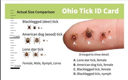 Tick Protection